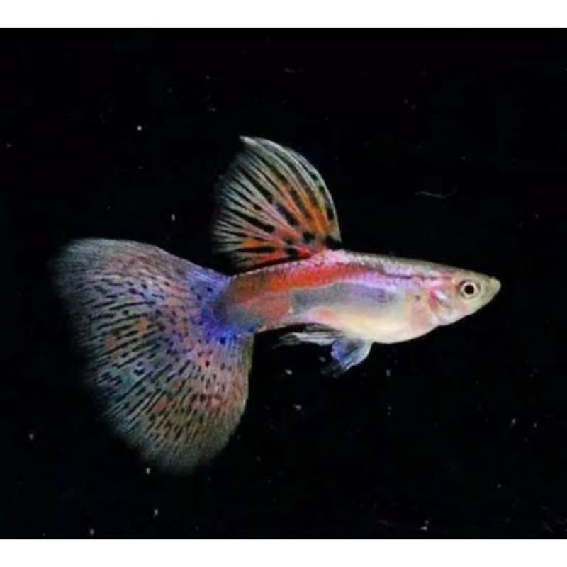 ikan hias kecil GUPPY RED GRASS ikan hias aquarium aquascape jenis air tawar ikan lucu ikan hias mur