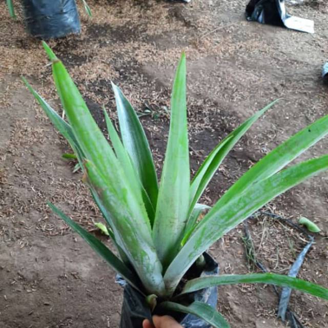 Bibit nanas madu