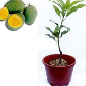 ➨ Bibit Mangga Manalagi Pohon Mangga Bibit Buah Mangga Manalagi ۞