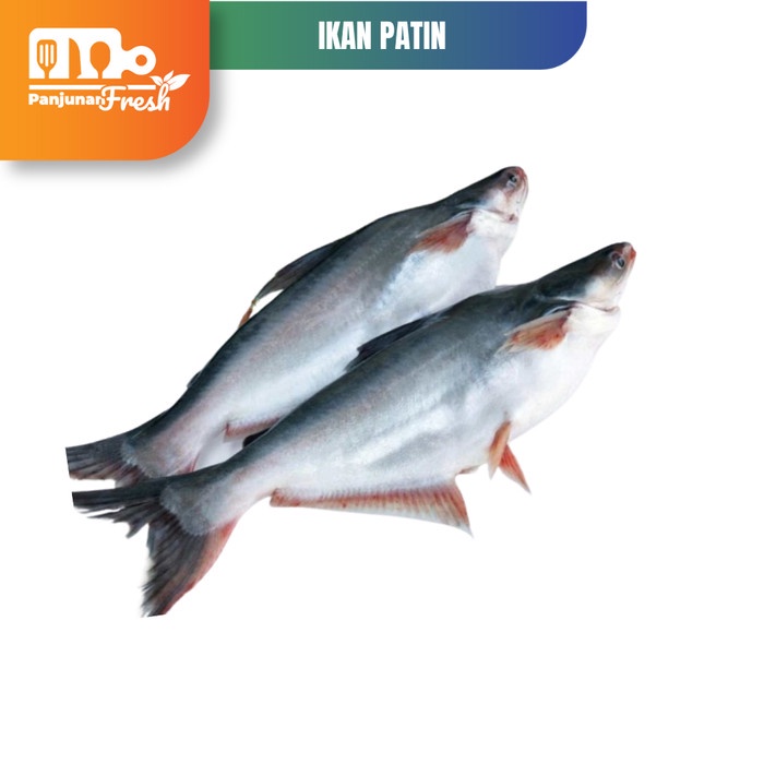 

IKAN PATIN FRESH IKAN PATIN SEGAR DAGING IKAN PATIN 500 GRAM