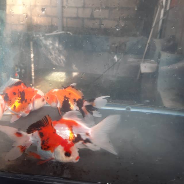 

Ikan koki tree color