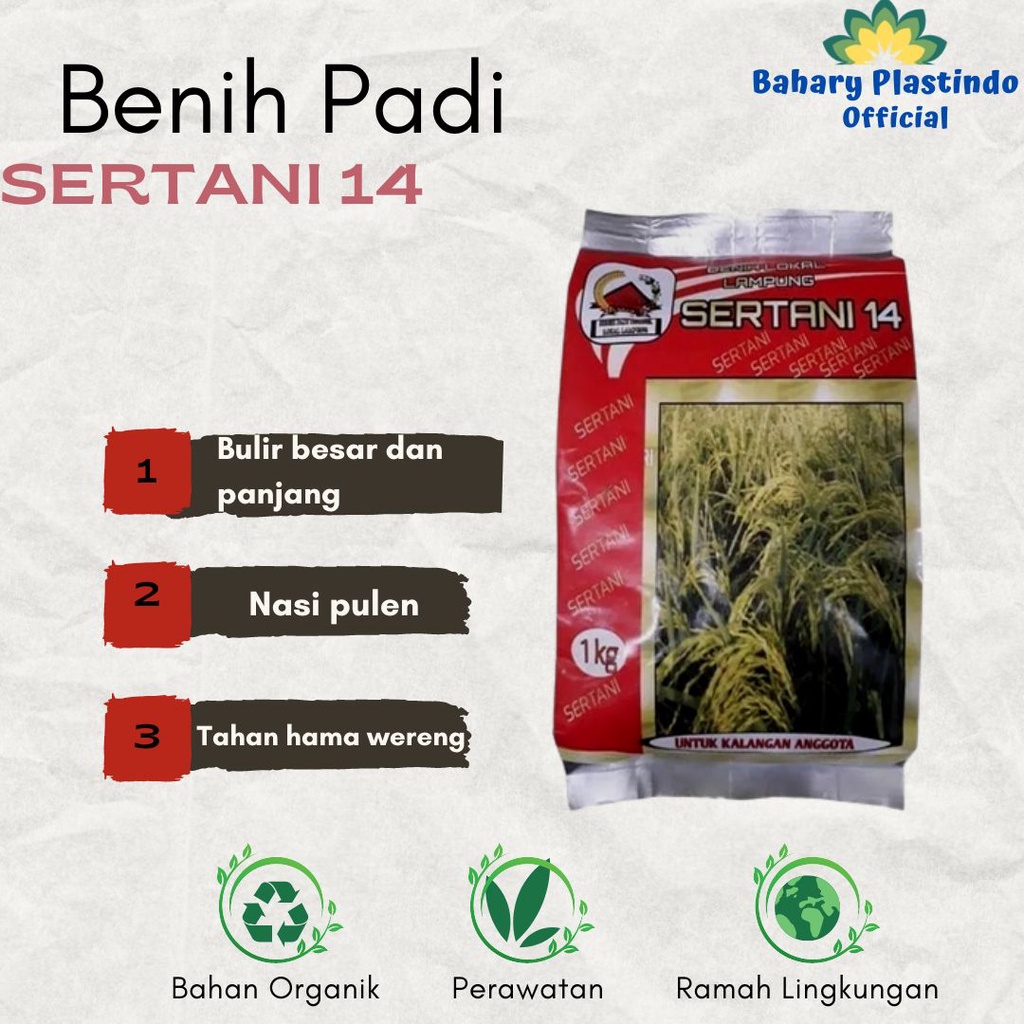 Benih Padi Sertani 14 Benih Galur Sertani