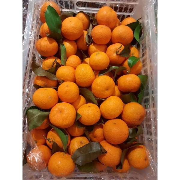 Buah Jeruk Mandarin Gold | Jeruk Shantang Daun Manis Keranjang (6Kg)