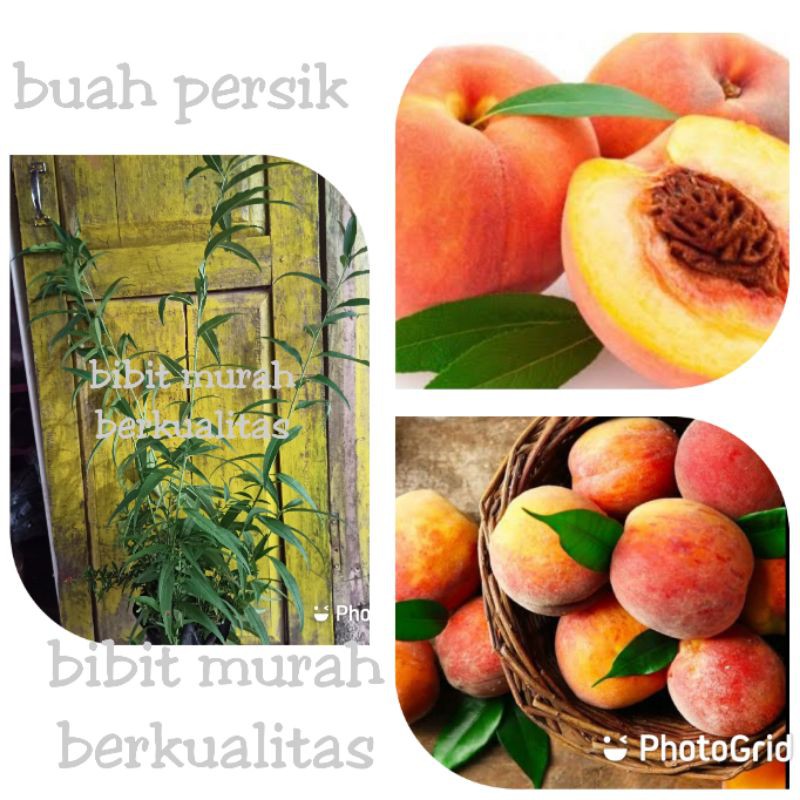 BIBIT BUAH PERSIK