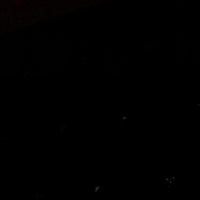 Aglonema Kochin Aglaonema Cochin