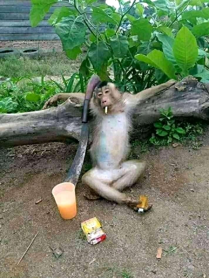 Sabun Dovina Green Tea