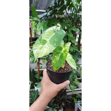 phillodendron burlemark variegata/brekele variegata