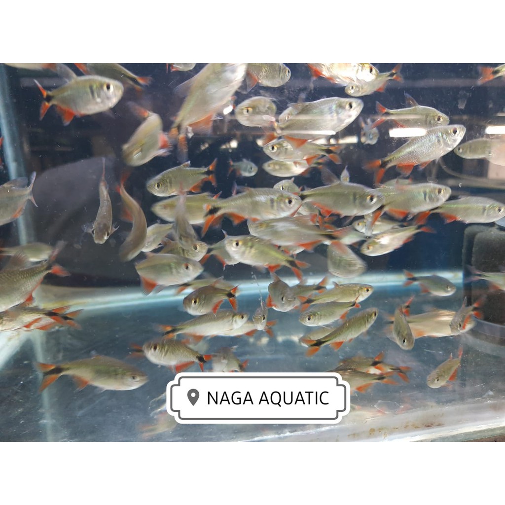 

Ikan Hias Green Borneo