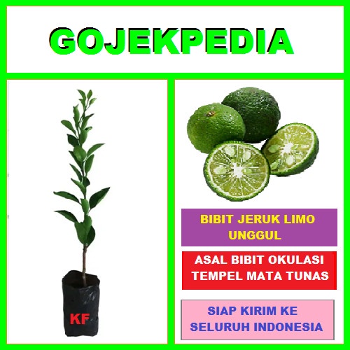 SALE BIBIT JERUK LIMO BIBIT LIMO POHON JERUK LIMAU BUAH JERUK LIMO >