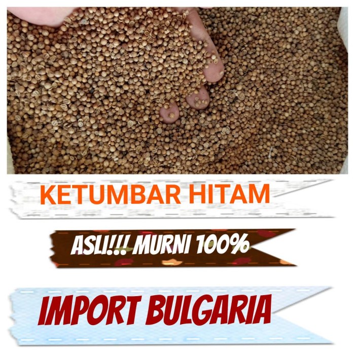 

Siap Kirim Ketumbar Hitam Murni Premium 1 Kg Kilo Sangat Wangi Asli!!