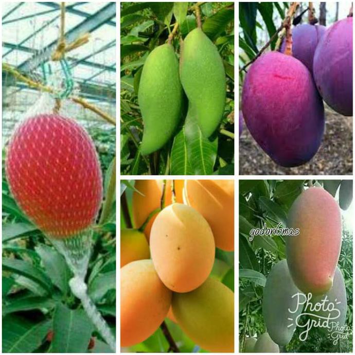 mdh Bibit mangga 2 jenis -_-