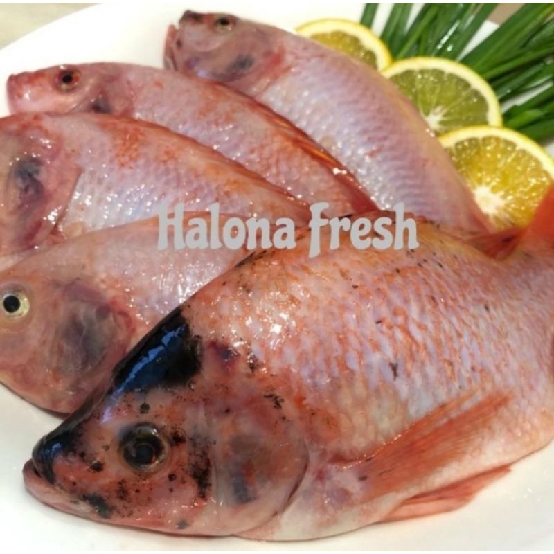 

ikan nila segar fresh