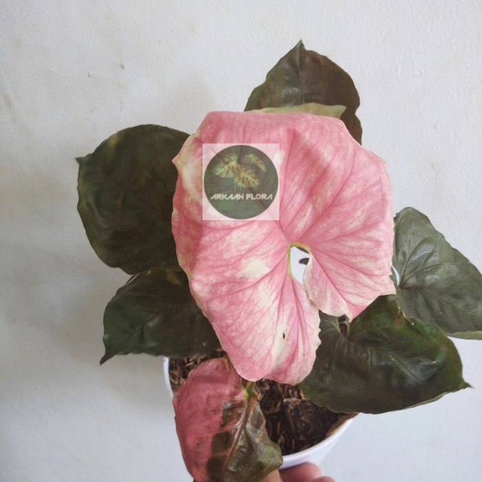 syngonium strawberry ice