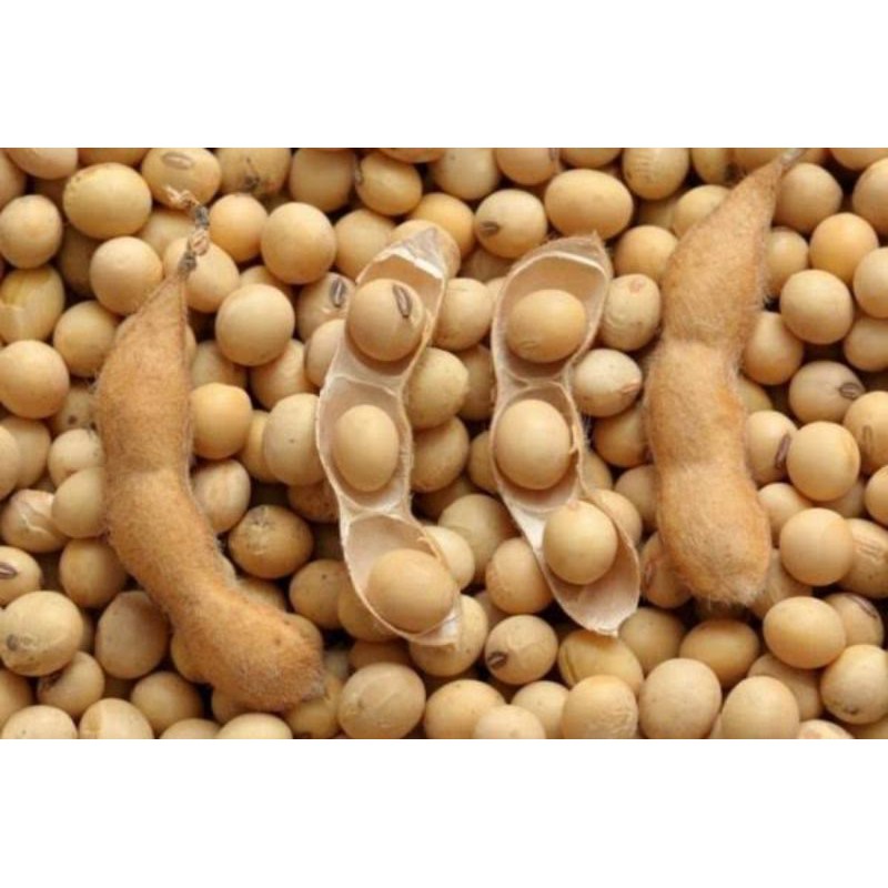 Kedelai Premium 1kg/ Kacang Kedelai Kering