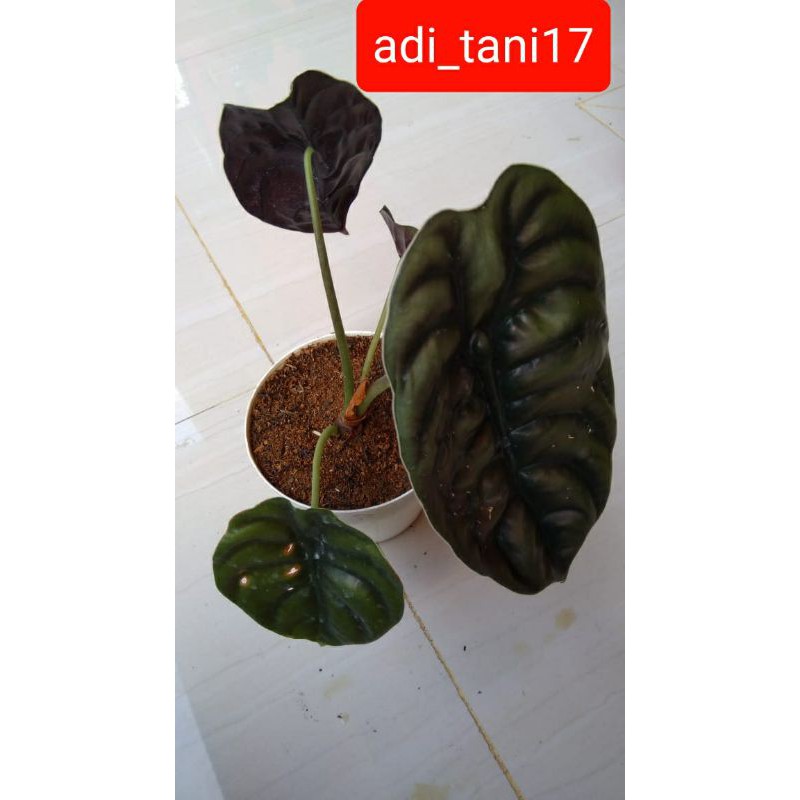 

Kaladi Tengkorak
