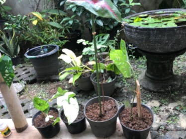 Tanaman Hias Singonium Tisu Sp