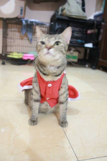 Dress maid anime red vermilion / baju kucing lucu terlaris / baju kucing dan anjing size S M L XL