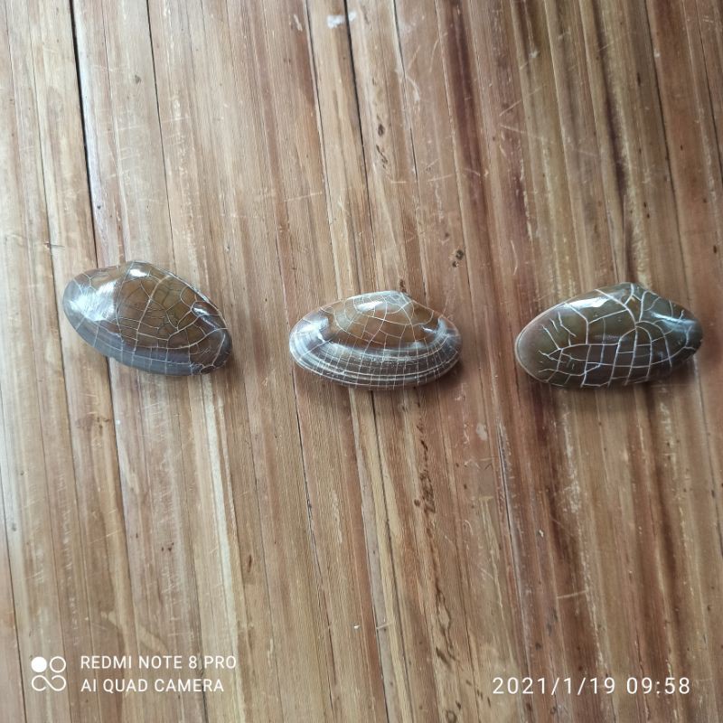 BATU FOSIL KIJING JALA SUTRA (N)