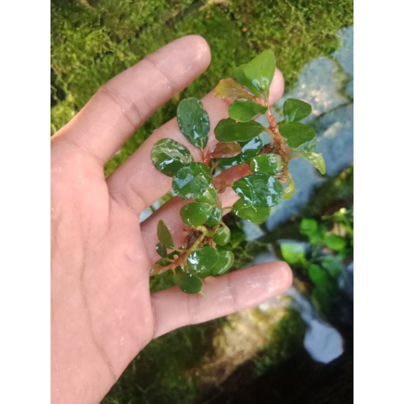 Buce palendra mini coin