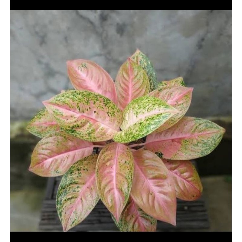 Tanaman hias pohon Aglonema Bigroy/bunga Aglonema Bigroy