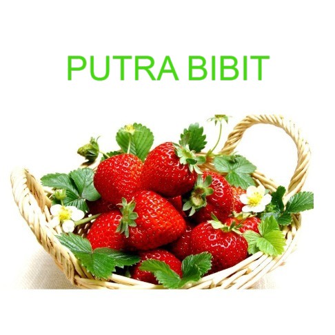 stroberi california / bibit stroberi calofornia