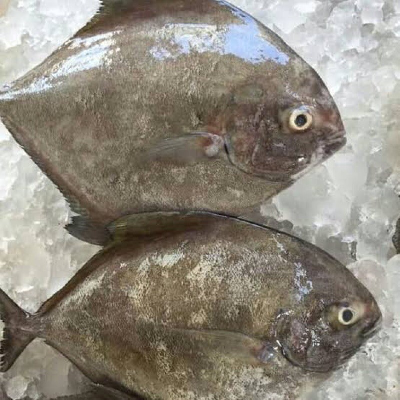 

IKAN BAWAL HITAM SUPER 1KG