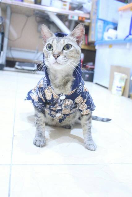 Dress buah model hoodie lucu untuk kucing dan anjing / baju kucing tangerang murah size S M L XL