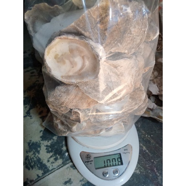 KULIT KERANG OYSTER MEDIA FILTER KOLAM KOI PREMIUM 1Kg