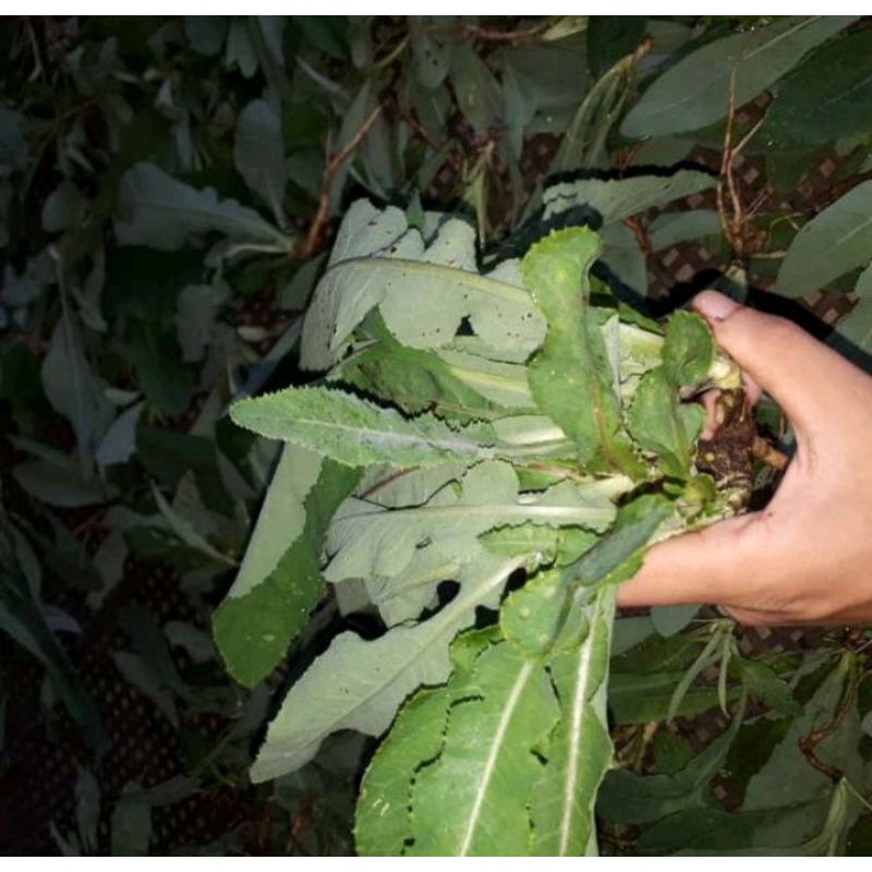 

Daun tempuyung segar 1kg