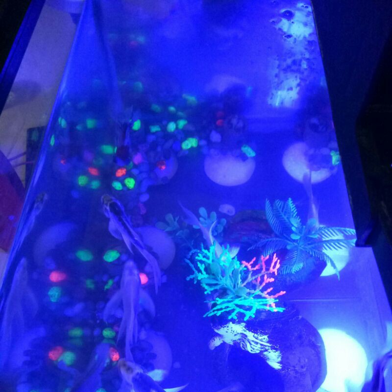 ikan Koi dan Mas koki platinum slayer