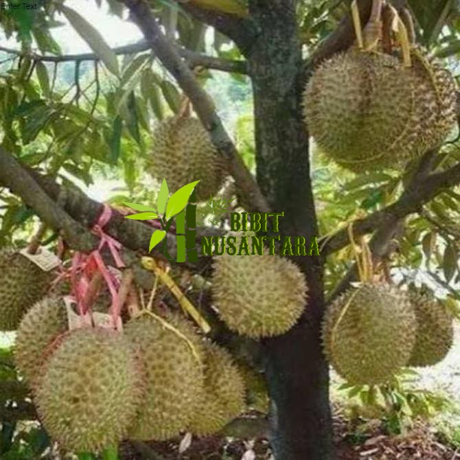Bibit durian montong kaki 3 SUPER