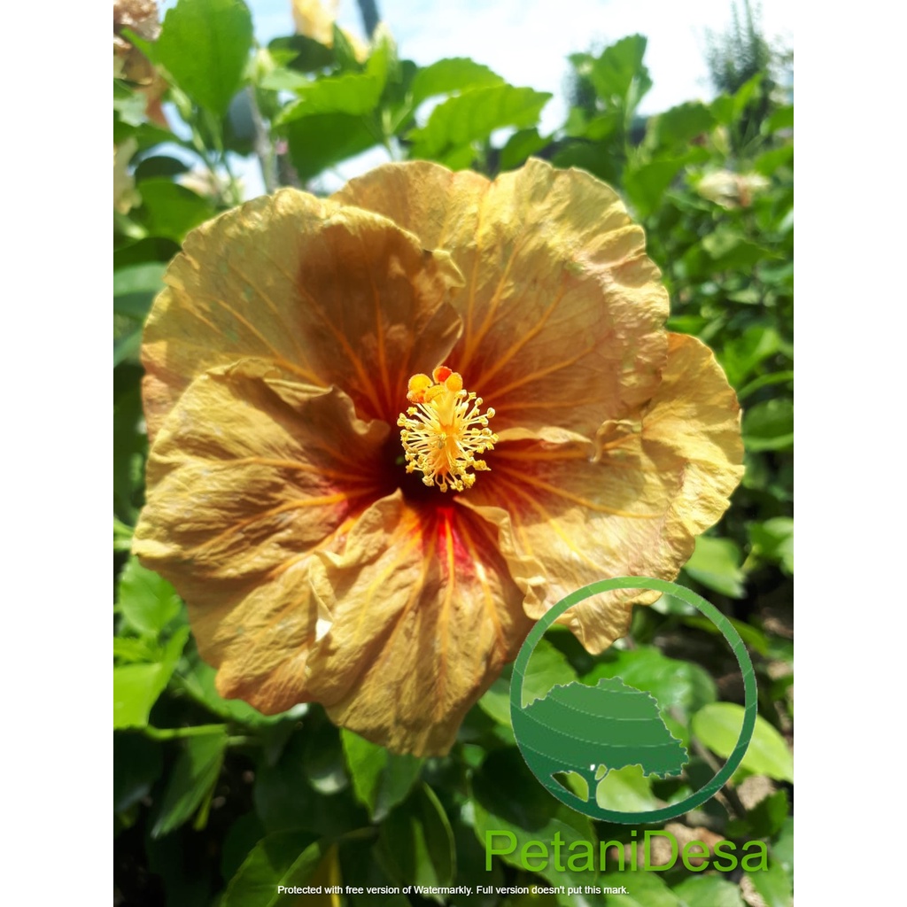 Tanaman Hias Bunga Sepatu Import - Hibiscus Import - Calipcurs