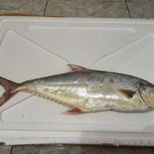

1 Kg Ikan Talang , Seafood Premium Fresh Same Day Delivery Jogja