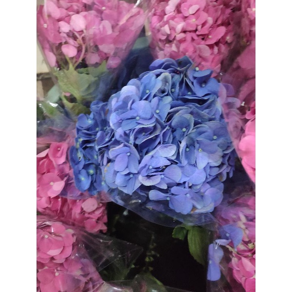 hedrangea/panca warna(hortensia)semi Holland