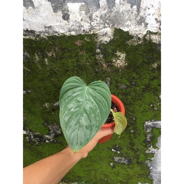 philodendron Majestic