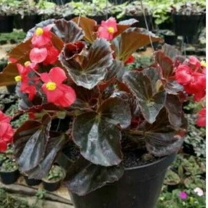 tanaman hias begonia/bunga begonia