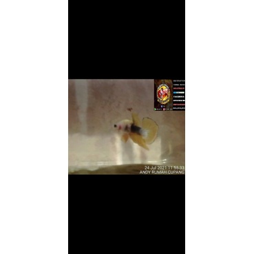 kan cupang yello fancy male size s++ real video