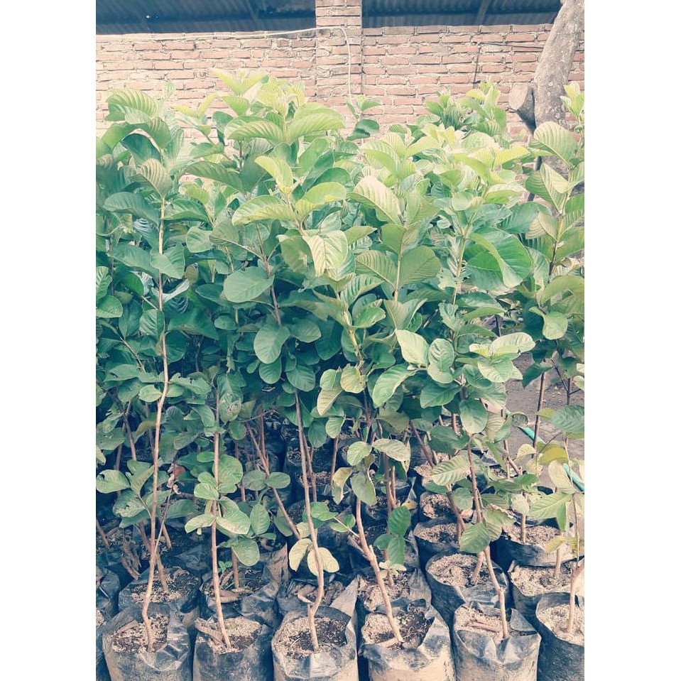 JUAL BIBIT JAMBU KRISTAL TAIWAN TANPA BIJI