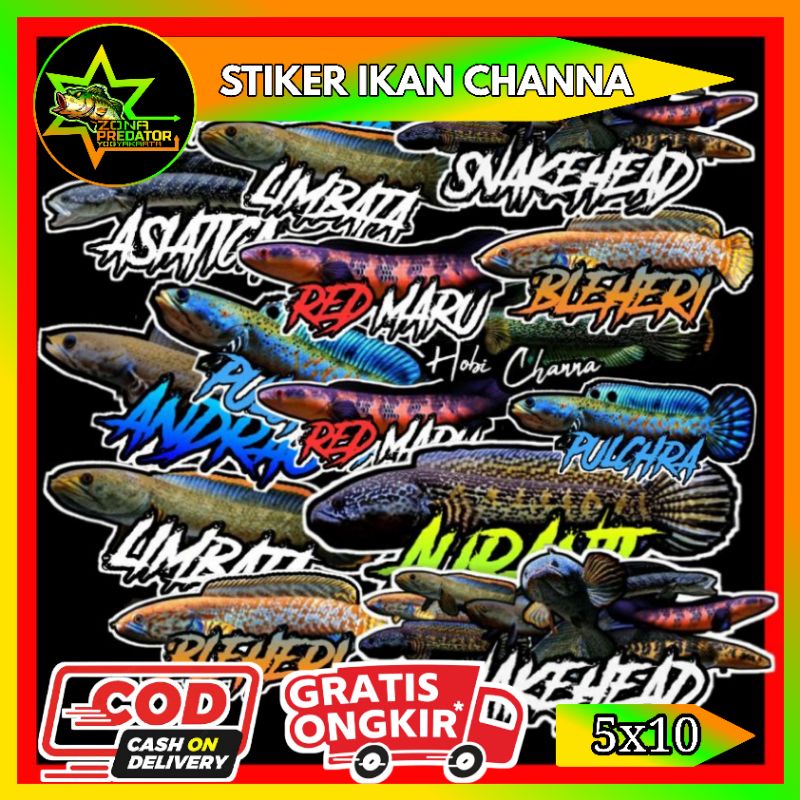 Stiker Ikan Channa 5x10