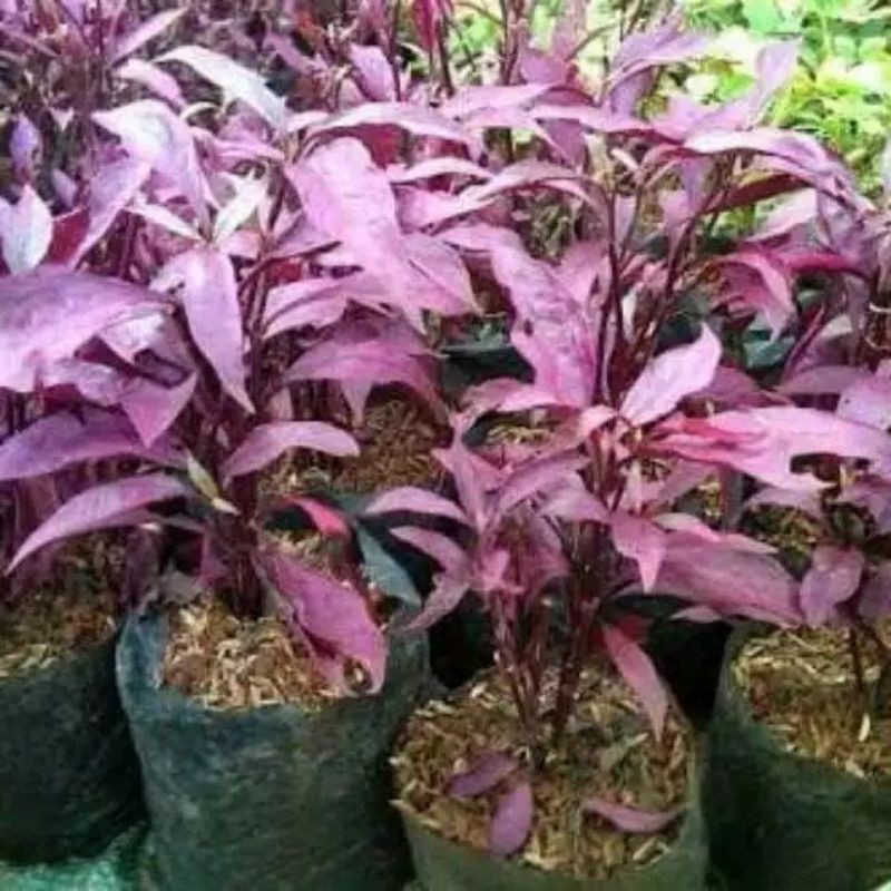 tanaman bayam merah - bunga erfah