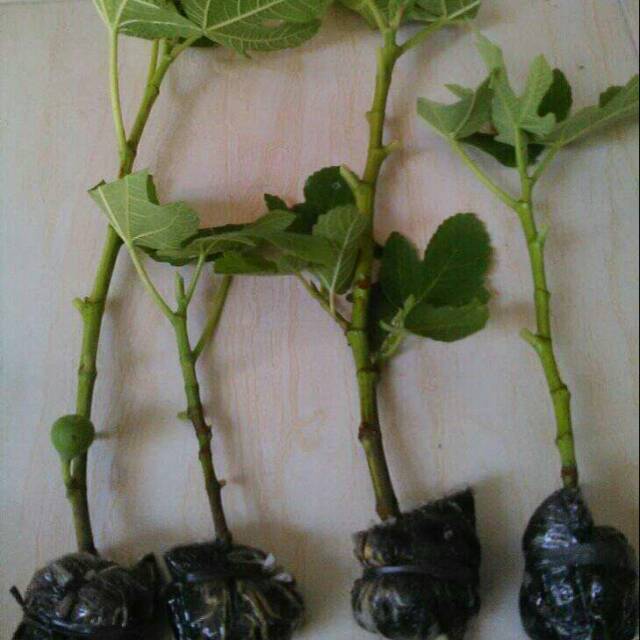 FC TIN BERBUAH BISA COD