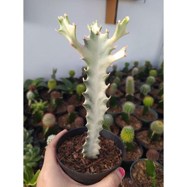 Euphorbia Lactea'White Ghost'