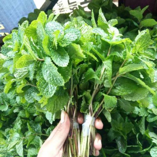 

Daun Mint | Mentol Herbal 250 gram - Fresh Organik