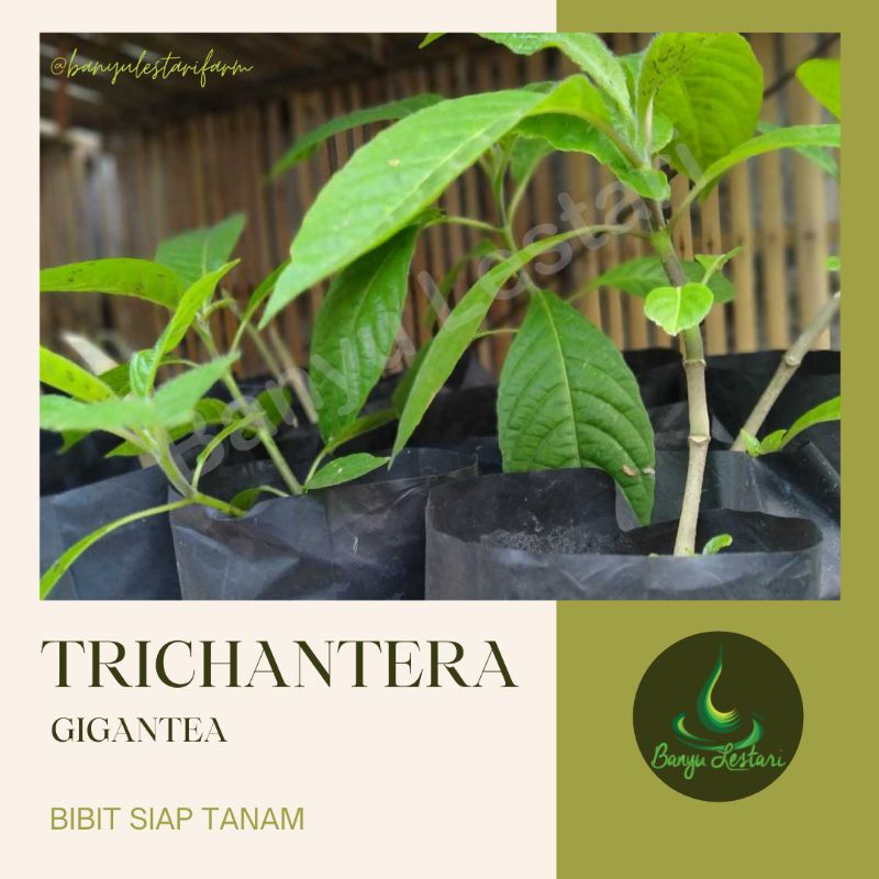 Bibit Trichantera Gigantea