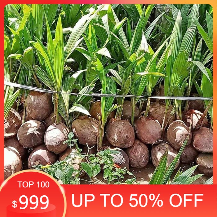 bibit kelapa SALAK- - Kelapa salak Hijau,kuning Super Genjah,asli,unik