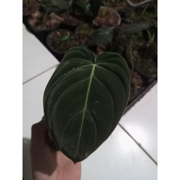 tanaman hias melano crysum/Melano 1daun +pucuk