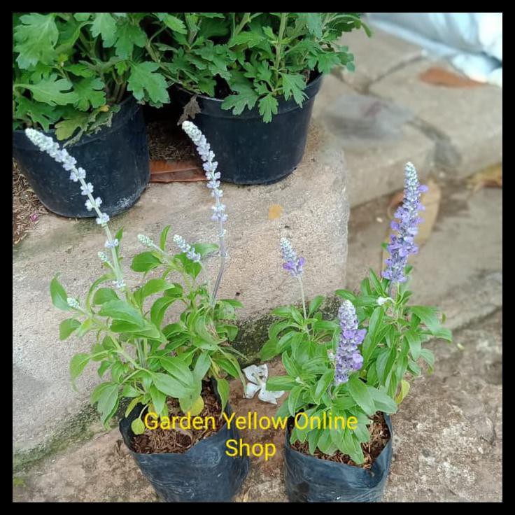 TANAMAN HIAS LAVENDER ASLI WANGI LAVANDULA