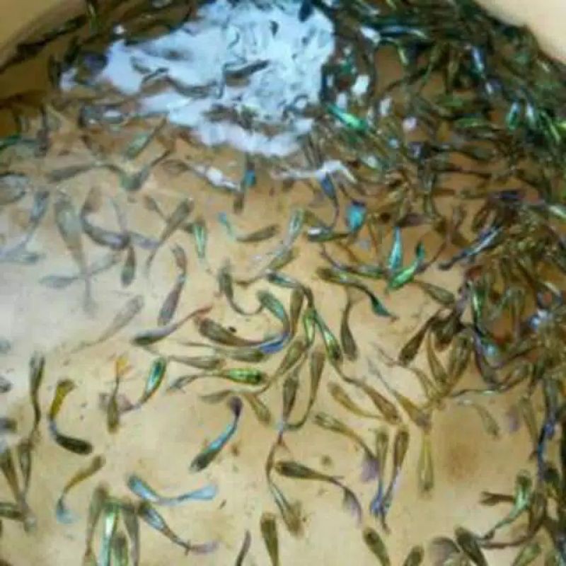 Ikan  HIAS guppy Cendolan paket 10ekor