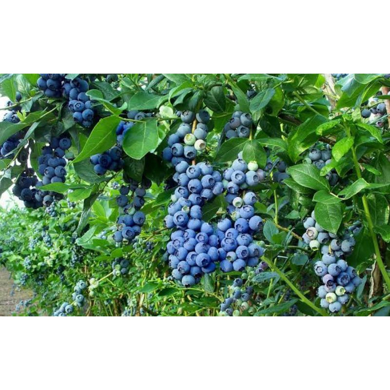 Biji Benih Buah Blueberry - ( 10 biji ) IMPORT