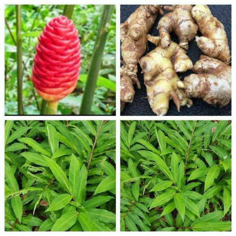 Lempuyang / PUYANG segar / puyang 1kg ( lempuyang fresh )